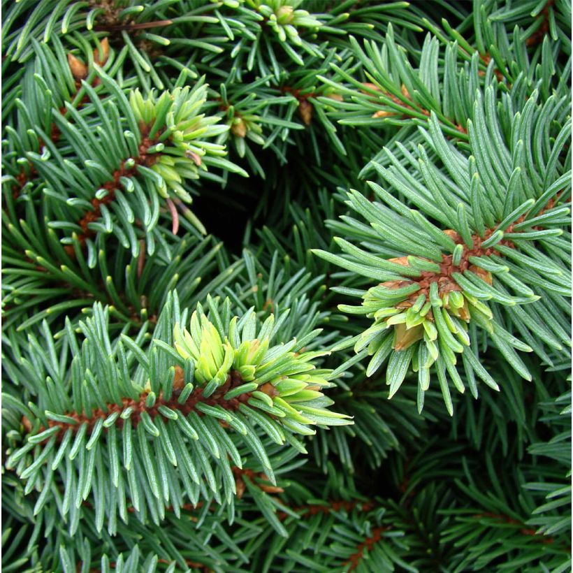 Picea pungens Mrs Cesarini (Laub)