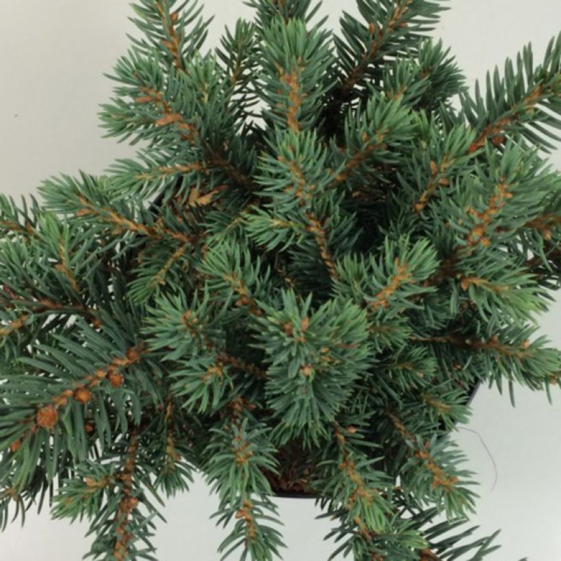 Picea pungens Sonia (Laub)