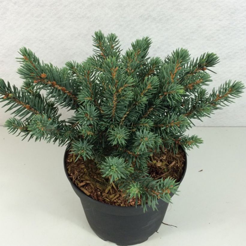 Picea pungens Sonia (Hafen)