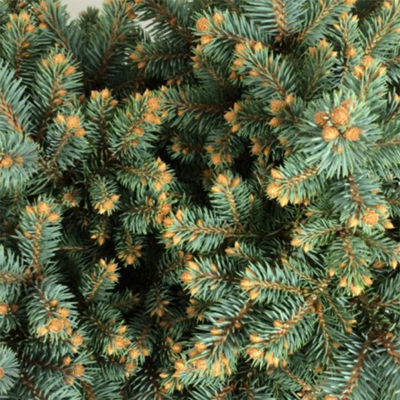 Picea pungens Thuem (Laub)