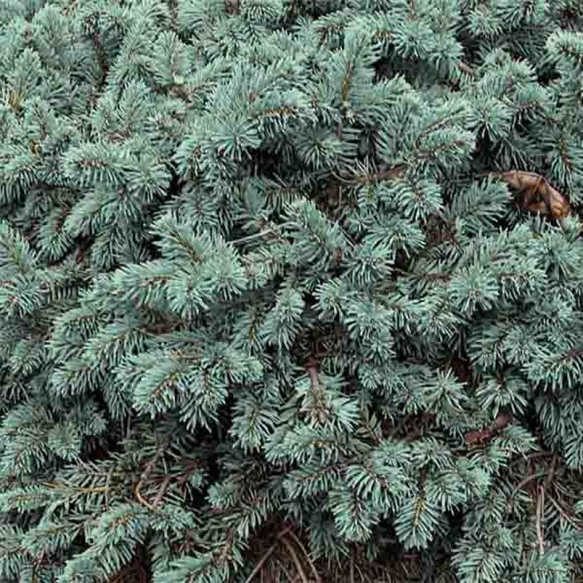 Picea pungens Waldbrunn (Laub)