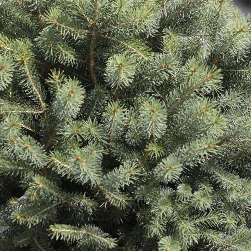 Picea sitchensis Nana (Laub)