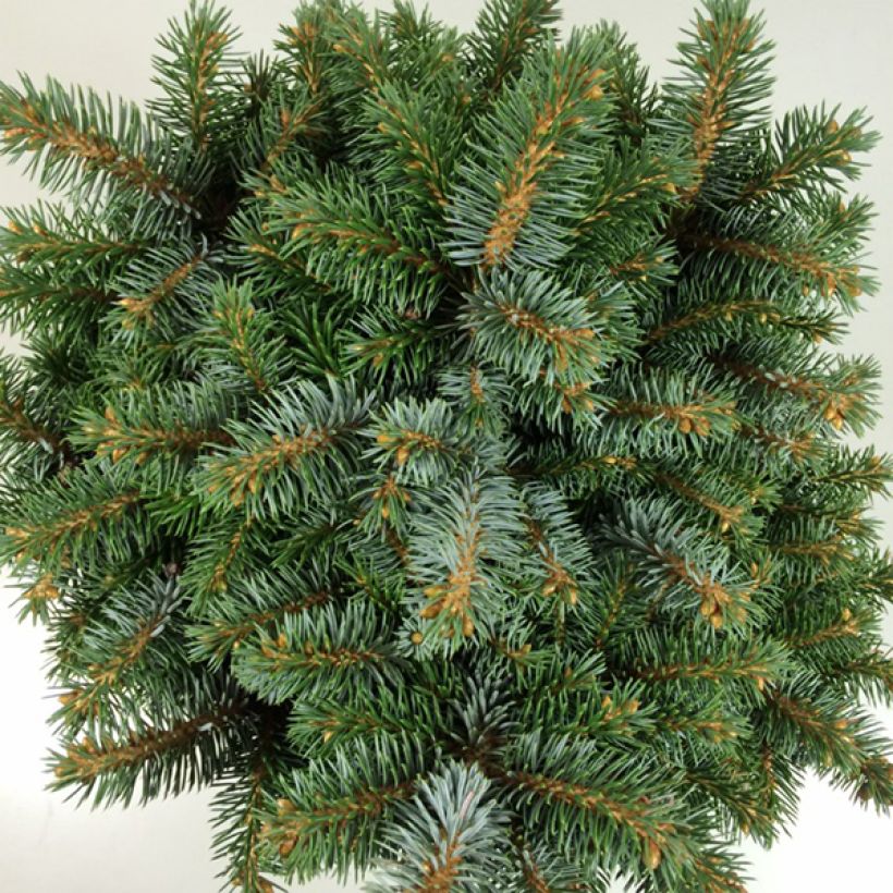 Picea sitchensis Rom (Laub)