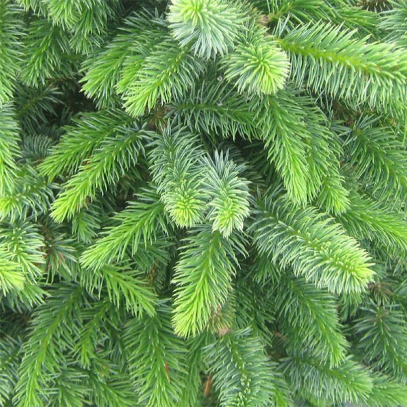 Picea sitchensis Sugarloaf (Laub)