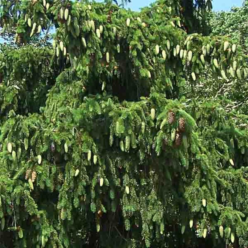 Picea abies Acrocona (Laub)