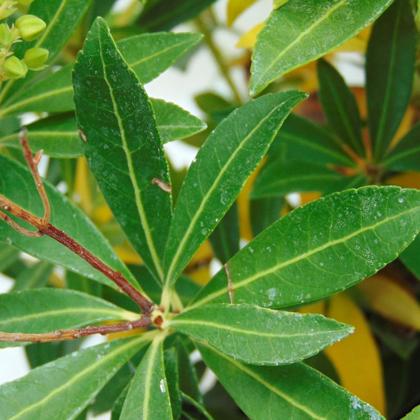 Schattenglöckchen Debutante - Pieris japonica (Laub)