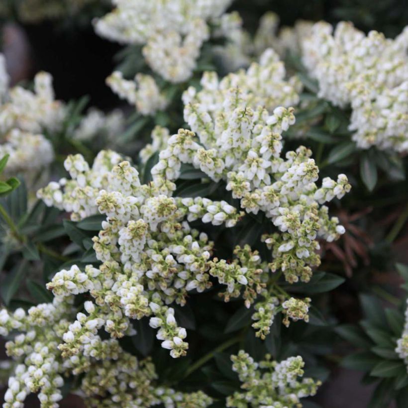 Schattenglöckchen Debutante - Pieris japonica (Blüte)