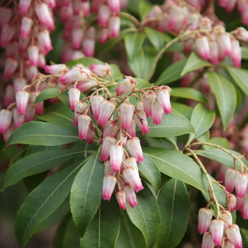 Schattenglöckchen Christmas Cheer - Pieris japonica (Blüte)