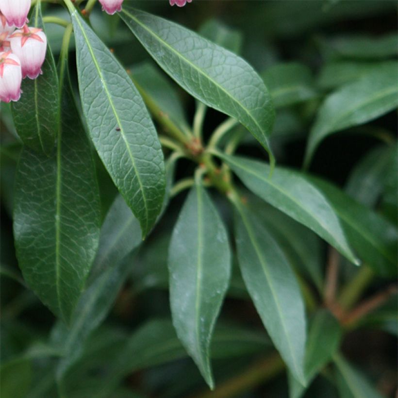 Schattenglöckchen Katsura - Pieris japonica (Laub)