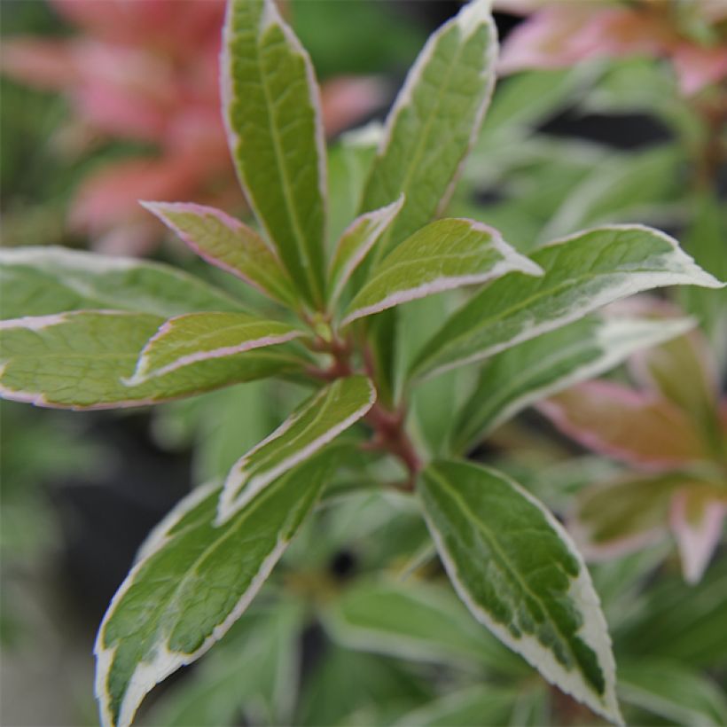 Schattenglöckchen Little Heath - Pieris japonica (Laub)