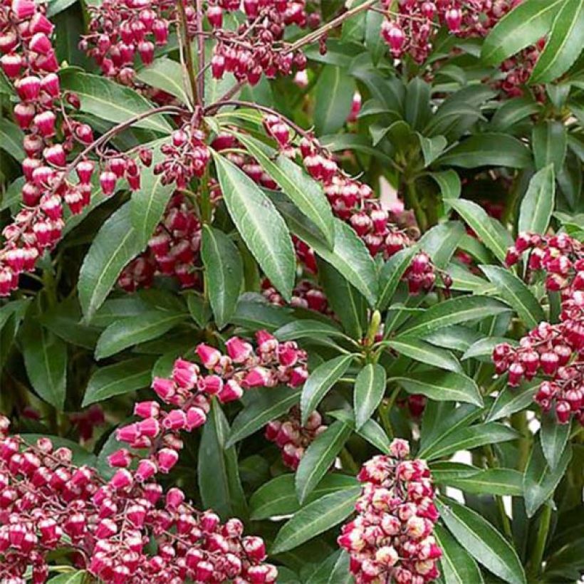 Schattenglöckchen Passion - Pieris japonica (Laub)