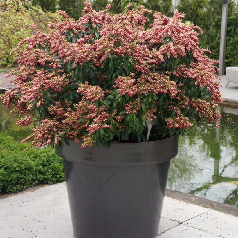 Schattenglöckchen Passion - Pieris japonica (Hafen)