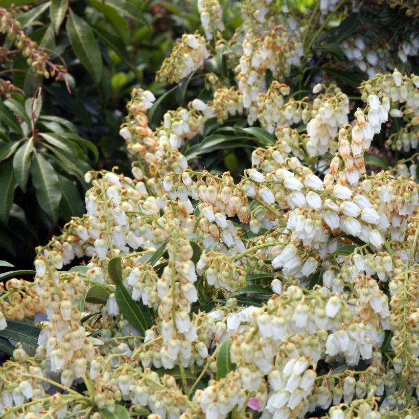 Schattenglöckchen Purity - Pieris japonica (Blüte)