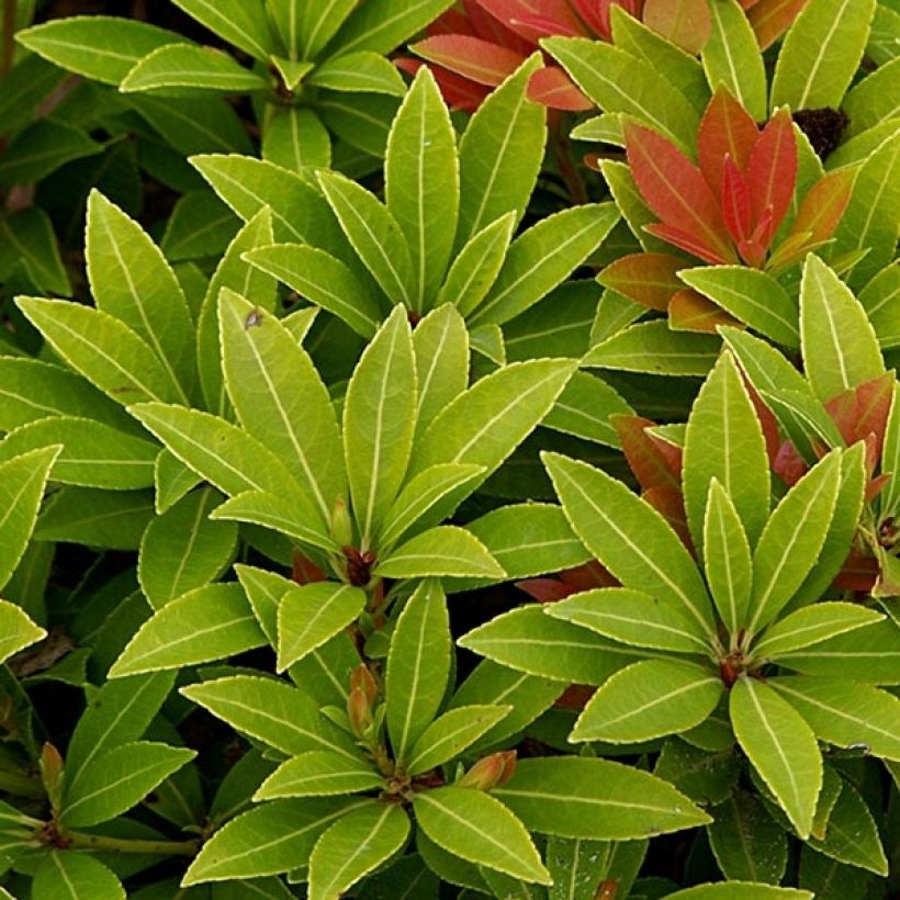 Schattenglöckchen Sarabande - Pieris japonica (Laub)