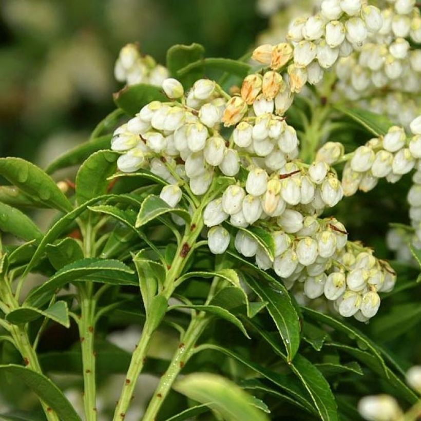 Schattenglöckchen Sarabande - Pieris japonica (Blüte)