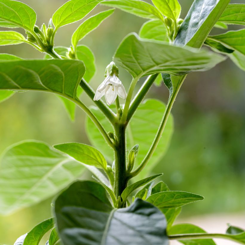 Chili-Pfeffer Krakatoa (Blüte)