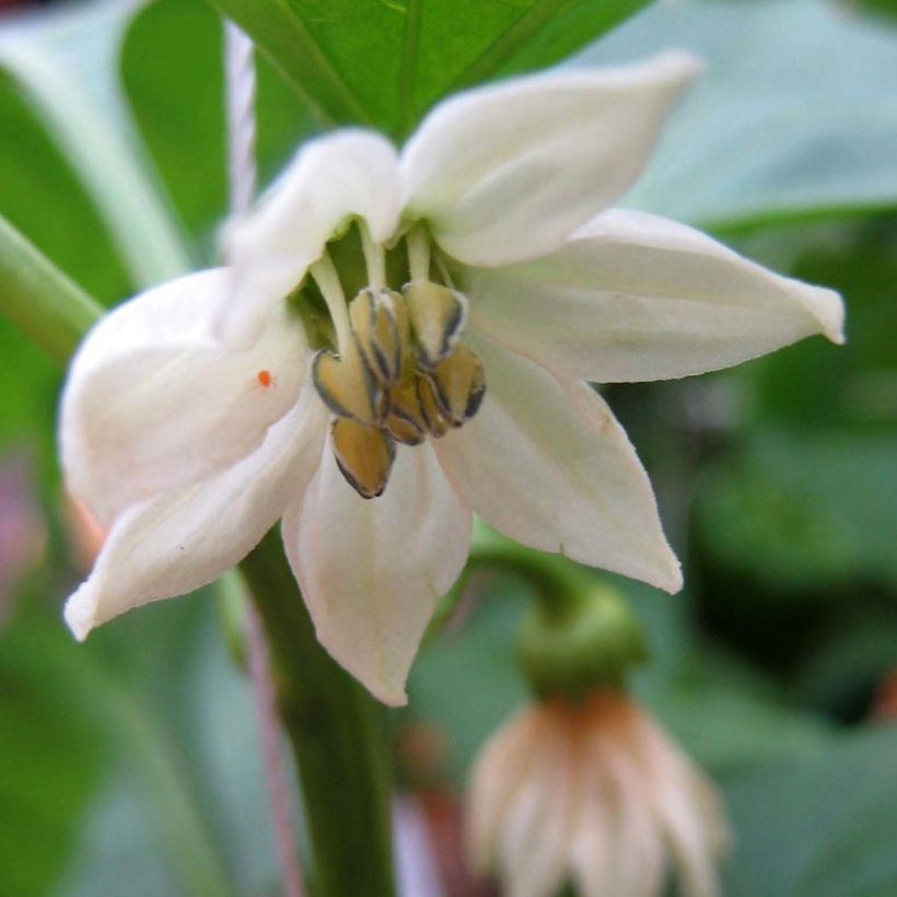 Chili Impala (Blüte)