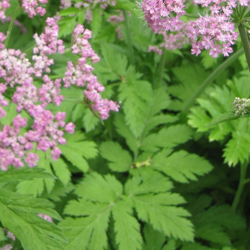 Pimpinella major Rosea - Große Bibernelle (Laub)