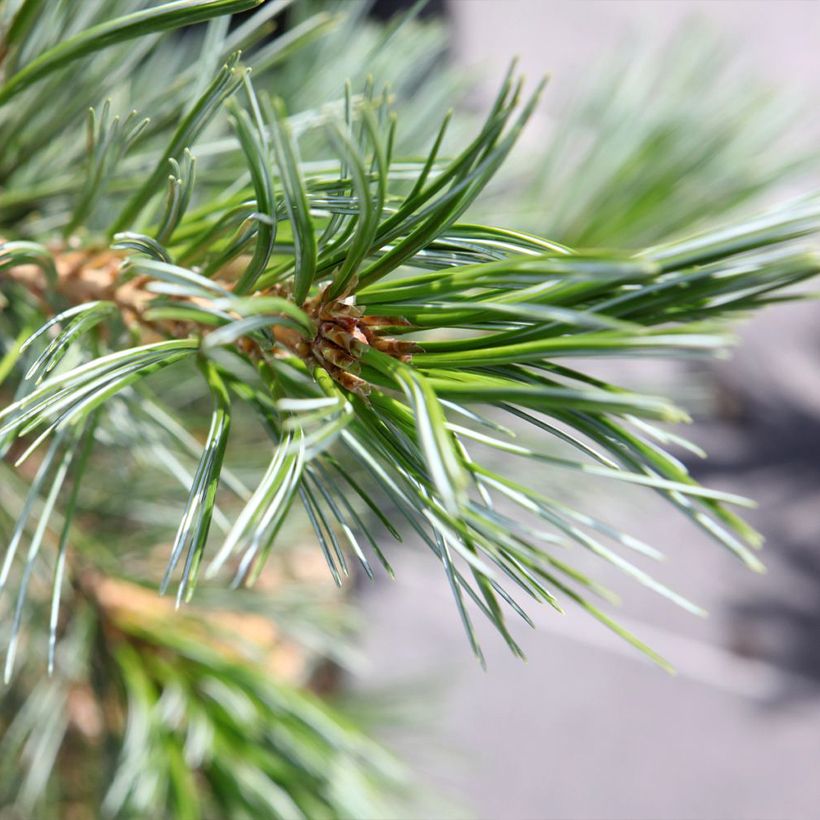 Pinus flexilis Vanderwolfs Pyramid - Biegsame Kiefer (Laub)