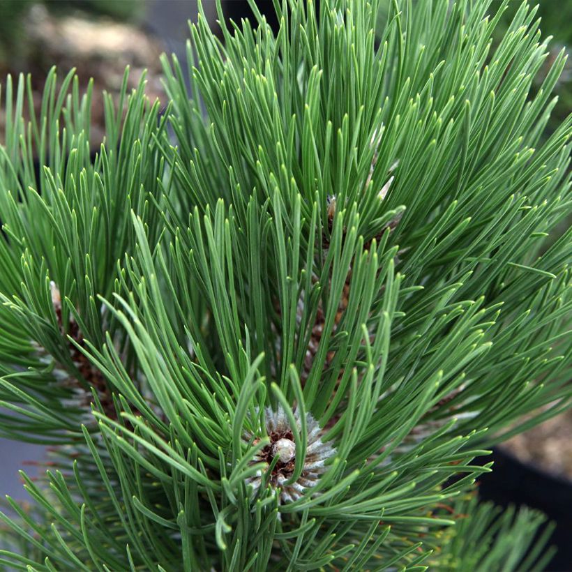 Pinus heldreichii Malinkii - Schlangenhaut-Kiefer (Laub)