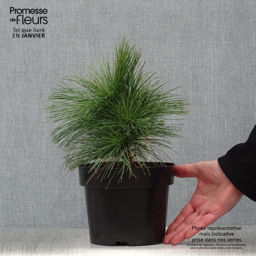 Exemplar von Pin - Pinus schwerinii Wiethorst en pot de 2l/3l wie im Winter geliefert