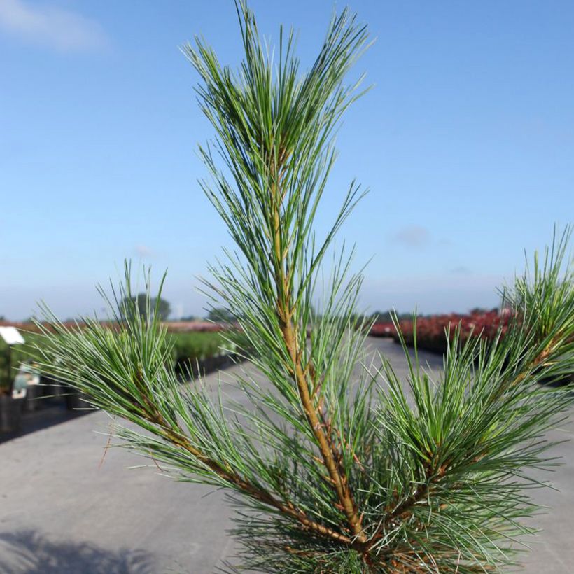 Pinus strobus Blue Shag - Weymouths-Kiefer (Laub)