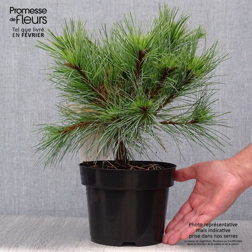 Exemplar von Pin Weymouth - Pinus strobus Blue Shag en pot de 2l/3l wie im Herbst geliefert