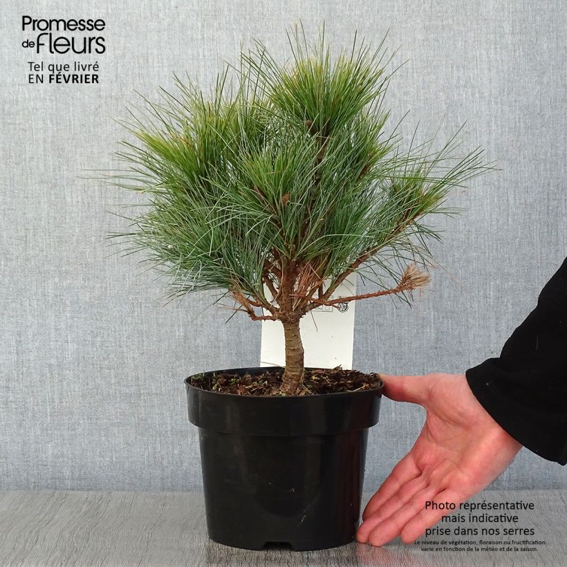 Exemplar von Pin Weymouth - Pinus strobus Blue Shag en pot de 2l/3l wie im Winter geliefert