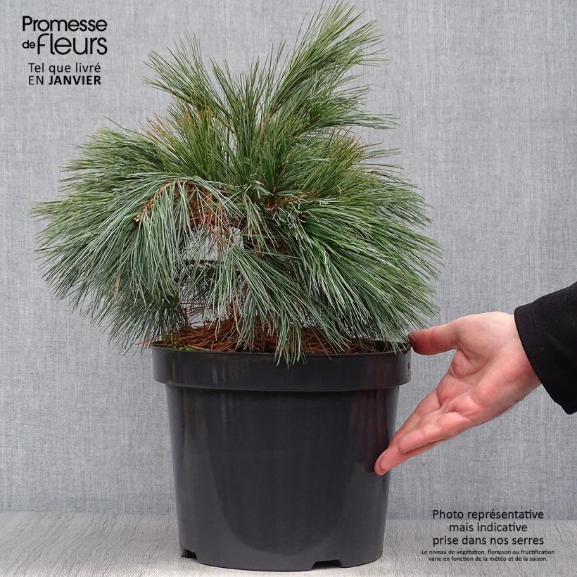 Exemplar von Pin Weymouth - Pinus strobus Blue Shag en pot de 7,5l/10l wie im Winter geliefert