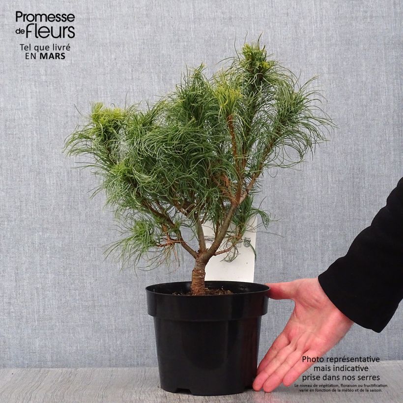 Exemplar von Pin Weymouth - Pinus strobus Tiny Kurls Pot de 2L/3L wie im Winter geliefert