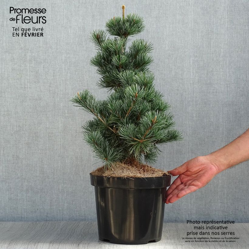 Exemplar von Pin blanc des japonais - Pinus parviflora Tempelhof Pot de 7,5L/10L wie im Herbst geliefert