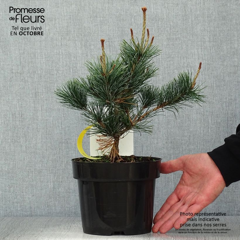 Exemplar von Pinus parviflora Negishi - Mädchen-Kiefer wie im Herbst geliefert