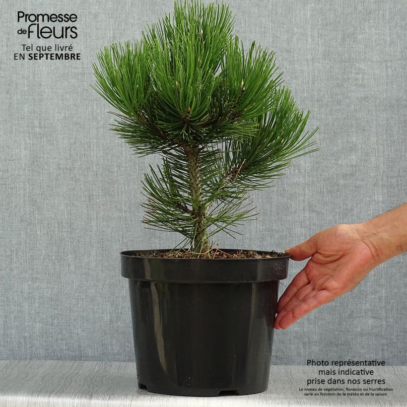 Exemplar von Pin de Bosnie - Pinus heldreichii Malinkii en pot de 7,5l/10l wie im Herbst geliefert