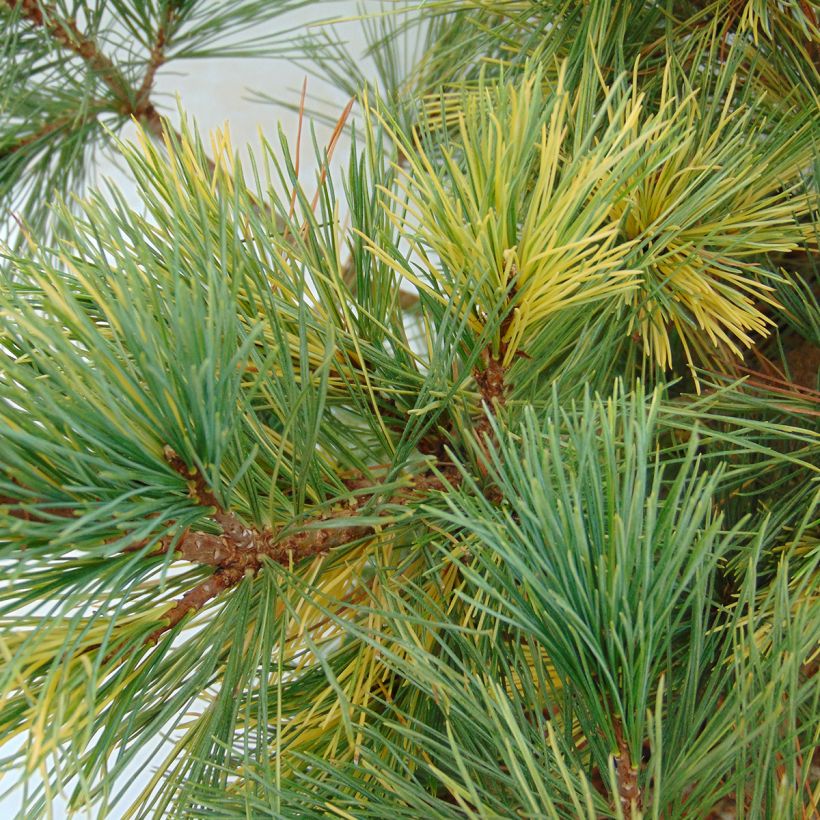 Pinus peuce Aureovariegata - Rumelische Kiefer (Laub)