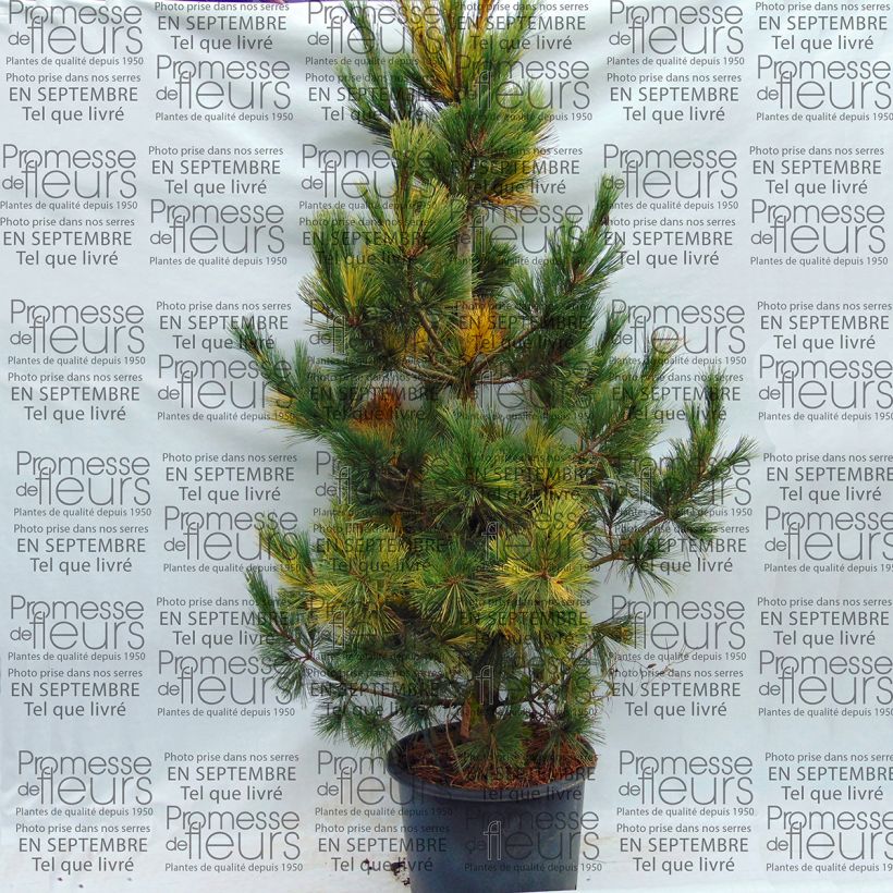 Beispiel eines Exemplars von Pin de Macédoine - Pinus peuce Aureovariegata                       Pot de 18L/20L wie geliefert