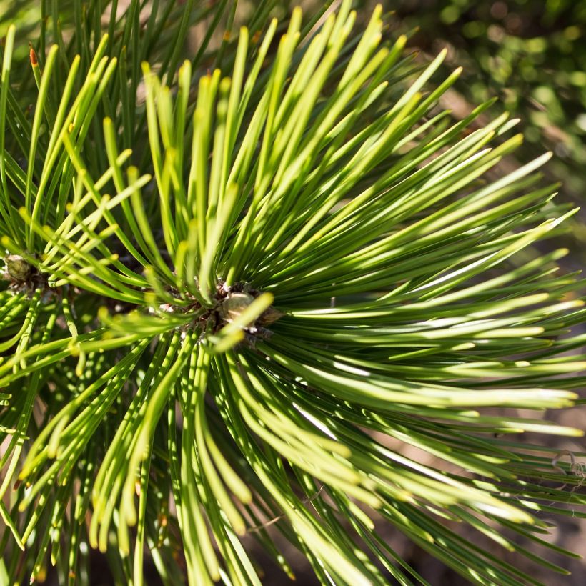 Pinus heldreichii Compact Gem - Schlangenhaut-Kiefer (Laub)