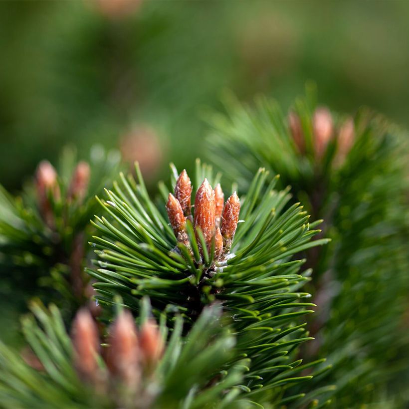 Pinus mugo Mumpitz - Bergkiefer (Laub)