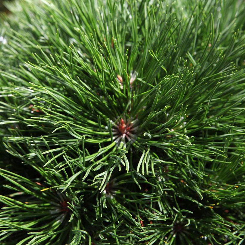 Pinus mugo Varella - Bergkiefer (Laub)