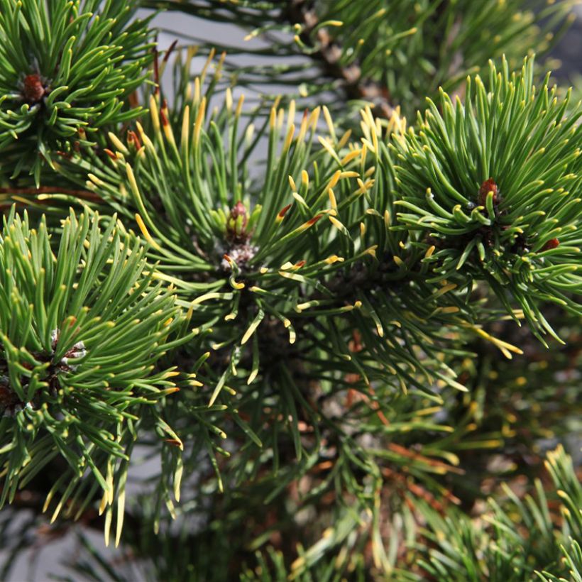 Pinus mugo Carstens Wintergold - Bergkiefer (Laub)