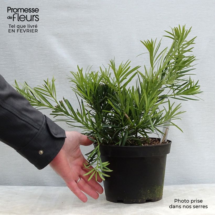 Exemplar von Pin des bouddhistes - Podocarpus macrophyllus Pot de 2L/3L wie im Winter geliefert