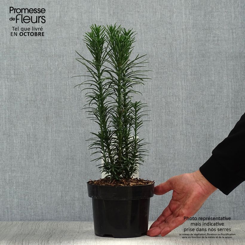 Exemplar von Pin japonais à queue de vache - Cephalotaxus harringtonia Fastigiata Pot de 2L/3L wie im Herbst geliefert