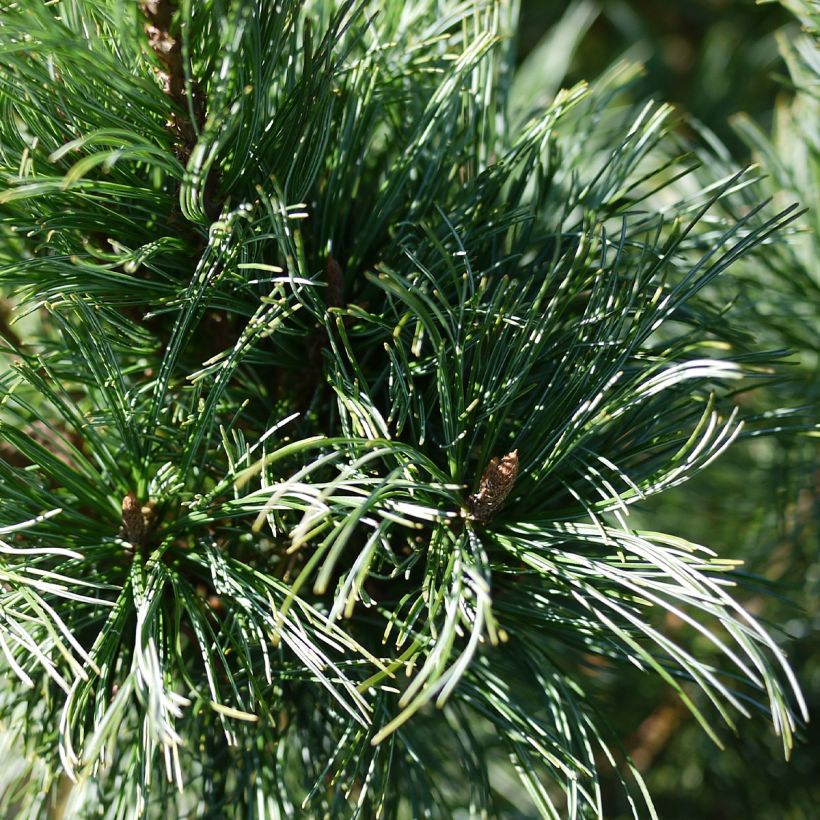 Pinus pumila Glauca - Zwerg-Kiefer (Laub)