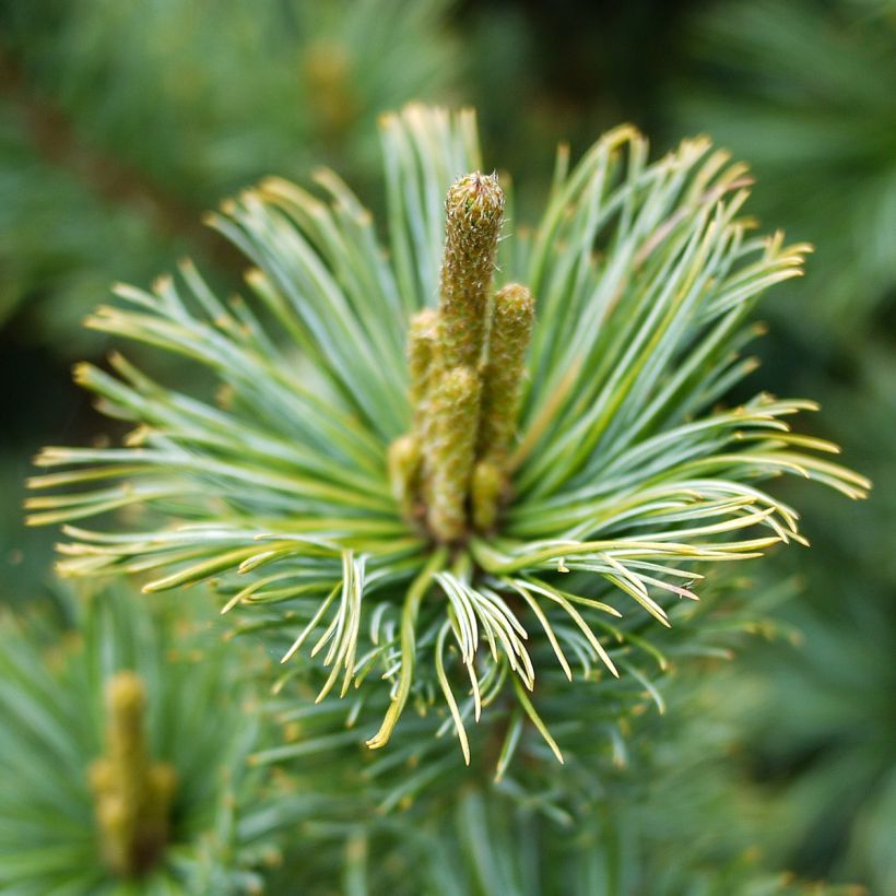 Pinus pumila Glauca - Zwerg-Kiefer (Blüte)