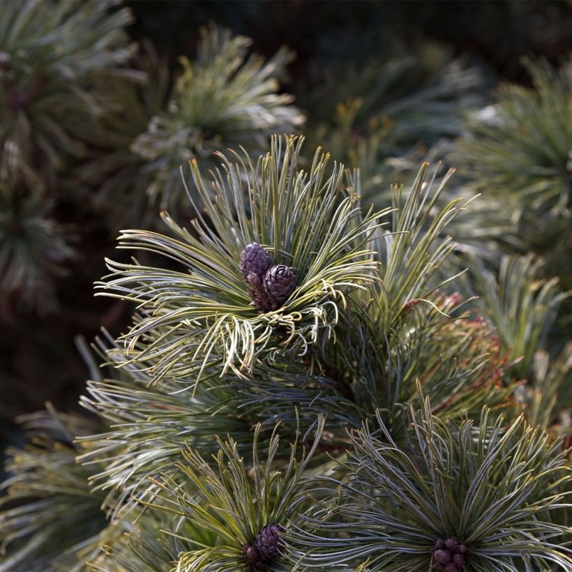 Pinus pumila Glauca - Zwerg-Kiefer (Ernte)