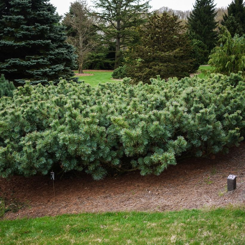 Pinus pumila Glauca - Zwerg-Kiefer (Hafen)