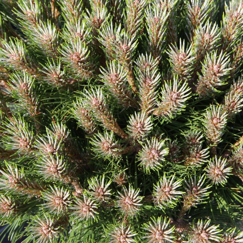 Pinus nigra Marie Brégeon - Schwarzkiefer (Laub)