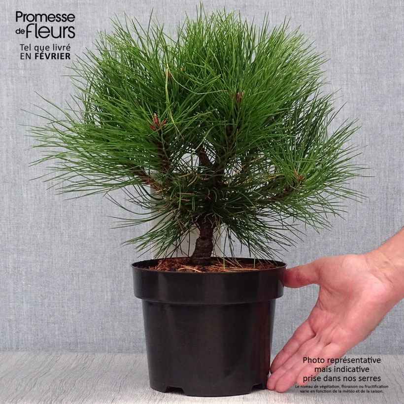 Exemplar von Pin noir - Pinus nigra Marie Brégéon en pot de 2L/3L wie im Herbst geliefert