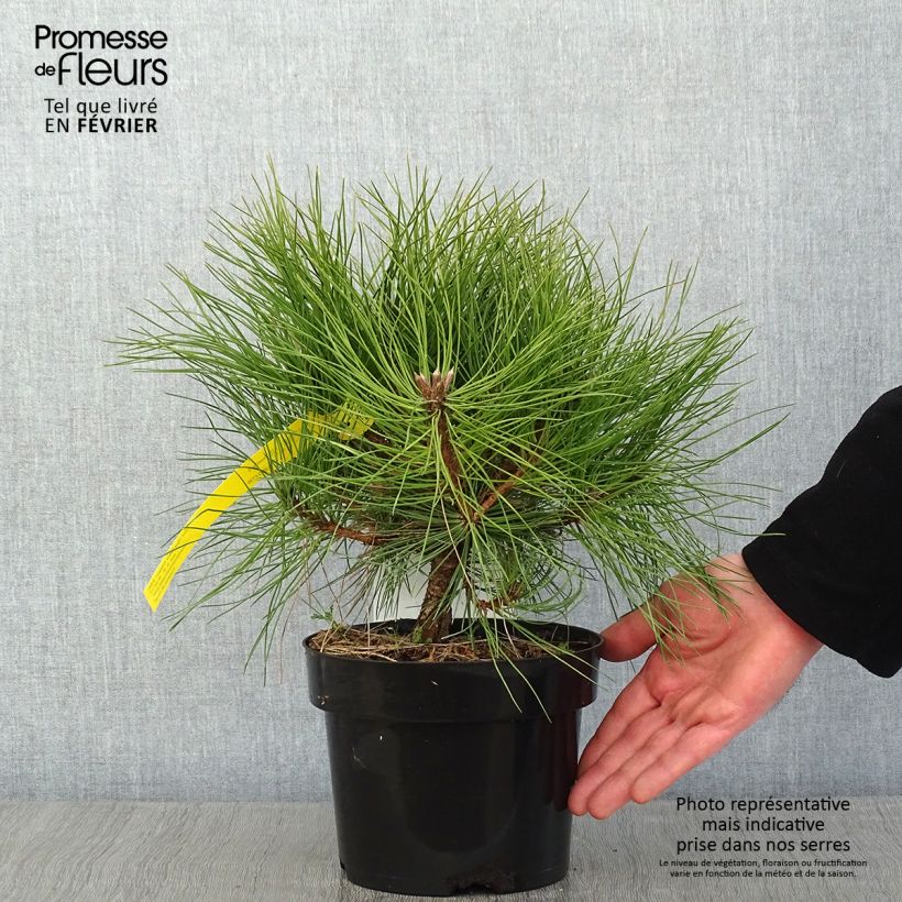 Exemplar von Pin noir - Pinus nigra Marie Brégéon en pot de 2L/3L wie im Winter geliefert