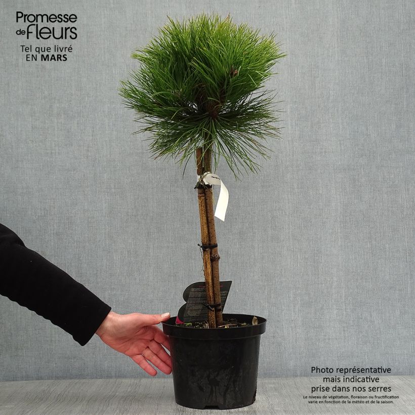 Exemplar von Pin noir - Pinus nigra Marie Brégéon sur tige en pot de 4L/5L wie im Winter geliefert