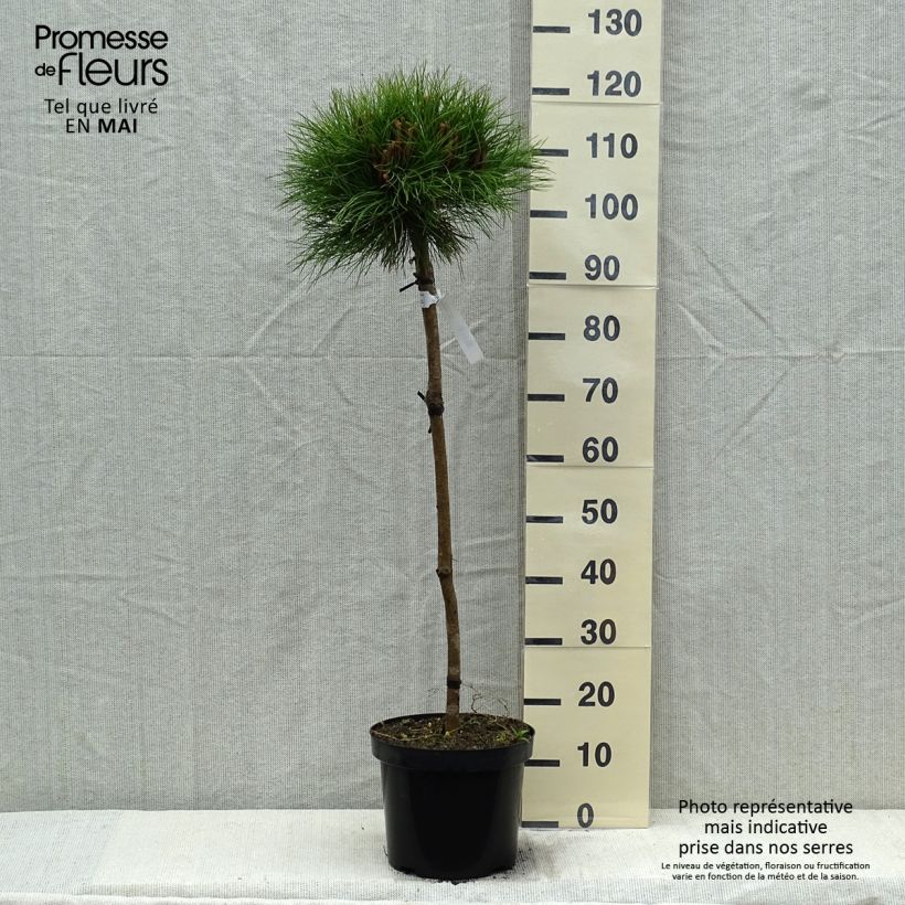 Exemplar von Pinus nigra Marie Brégeon - Schwarzkiefer Topf mit 7,5L/10LGelieferte Höhe ca. 70/90cm wie im Frühjahr geliefert